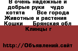 В очень надежные и добрые руки - чудо - котята!!! - Все города Животные и растения » Кошки   . Брянская обл.,Клинцы г.